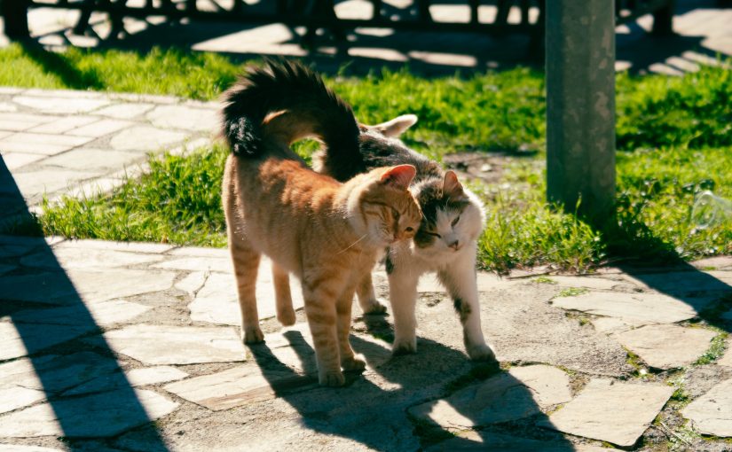 Heat Stress in Cats: Warning Signs, Risks, and Prevention