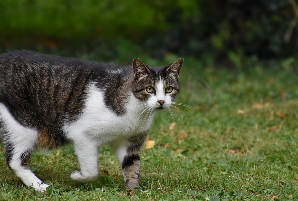 Arthritis in Cats