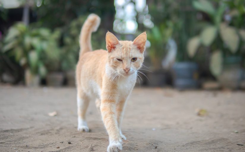 Arthritis in Cats: Subtle Signs and Ways to Support Mobility