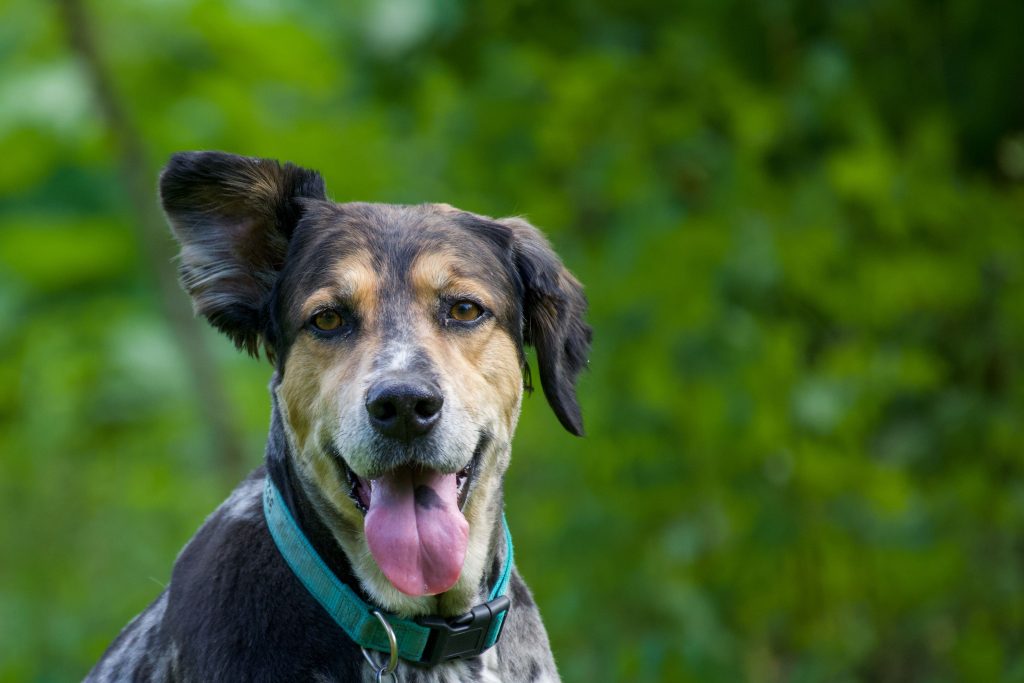Ear Infections in Dogs