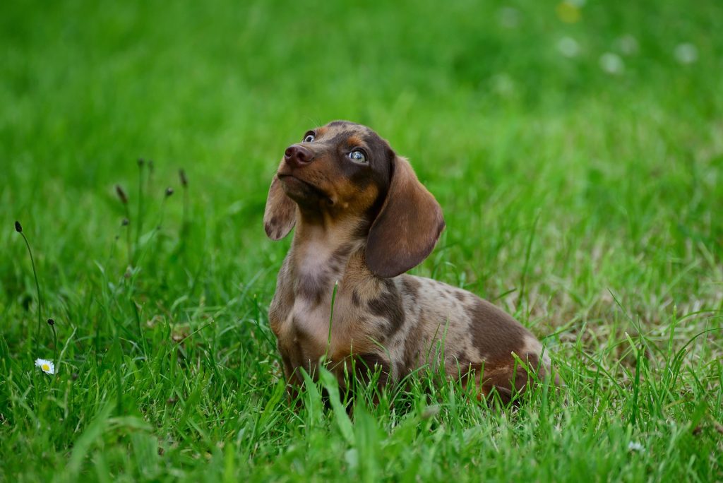 Anal Gland Problems in Dogs