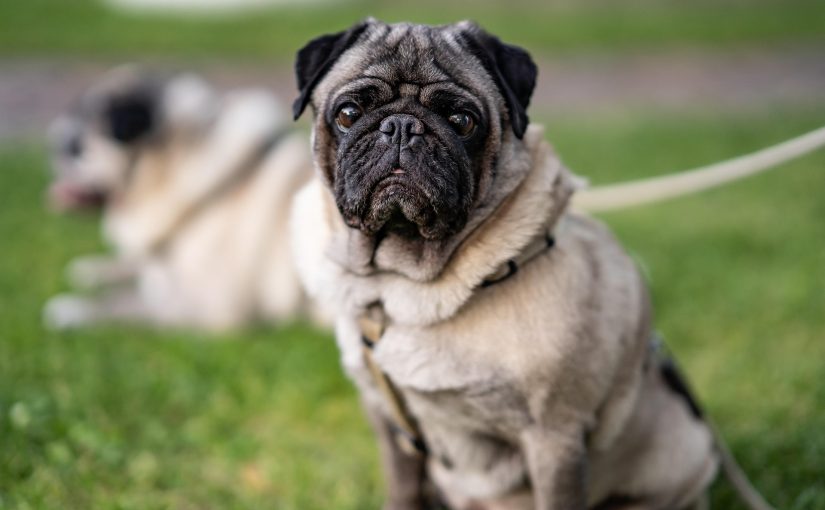 Anal Gland Problems in Dogs: Signs, Causes, and Treatment