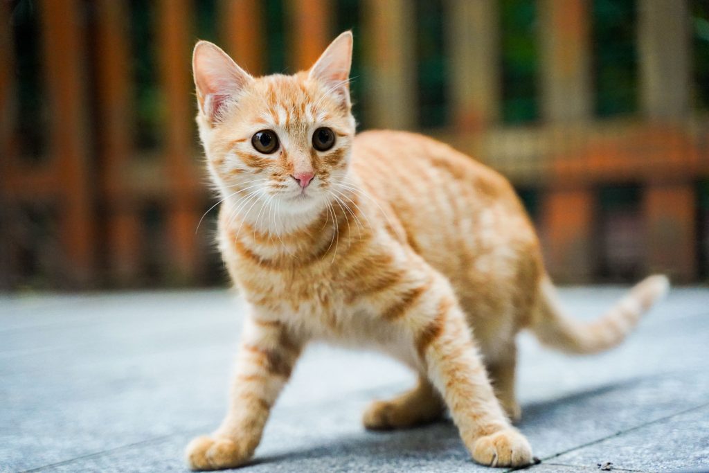 High Blood Pressure in Cats