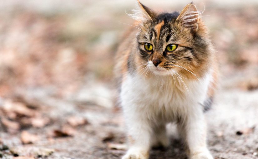 High Blood Pressure in Cats: Signs, Risks, and Veterinary Care